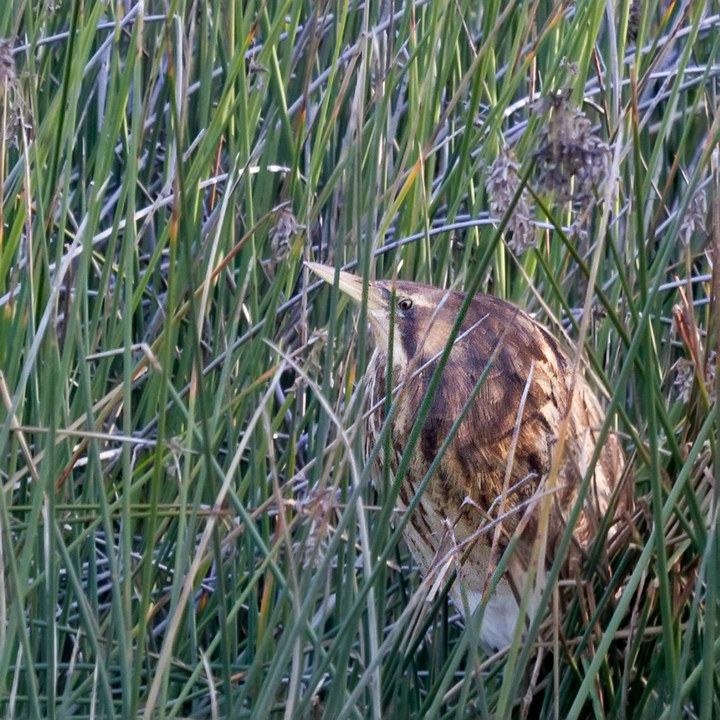 Australasian Bittern (Botaurus poiciloptilus)